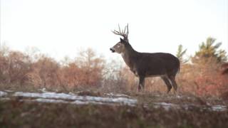 Whitetail Rut Three Things You Need to Know [upl. by Adella988]