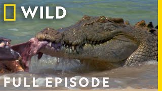 Animal Fight Night When Sharks and Crocodiles Go Head to Head Full Episode  Dangerous Encounters [upl. by Anaela812]