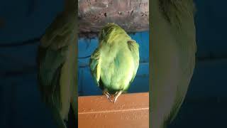 my parrot itching its body on Sunray ☀️🔥 parrot itching shorts trending viral birds [upl. by Thomasa819]