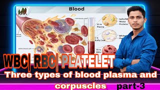 Human blood RBC WBC platelet কিভাবে কাজ করে [upl. by Sonnnie784]