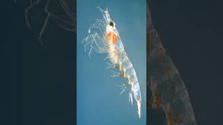 Krill Order Euphausiacea  Observed in Description [upl. by Arat425]