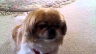 Pekingese barking on command [upl. by Allebram244]