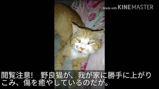 閲覧注意 大ケガした野良猫が、勝手に我が家に上がりこんでいるのだが。 [upl. by Lahpos81]