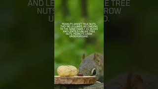 Peanuts Aren’t Nuts amazingfacts peanut nature [upl. by Arac640]