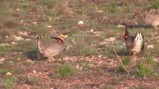 Lesser Prairie Chicken FestivalBattle on the Lek [upl. by Normand21]