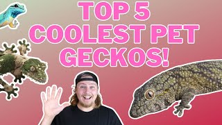 You Gotta Have These Geckos Top 5 Coolest Pet Geckos [upl. by Aridatha]