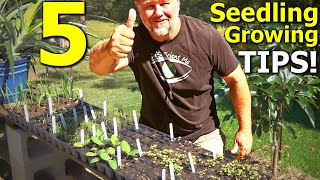 5 Tips on Seed Sowing and Seedling Growing in Trays [upl. by Yur]