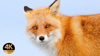 Fox  Vulpes vulpes  calls 4K Ultra HD [upl. by Niddala]