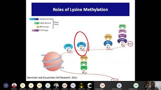 Histone methylation Part 2 Roles of Lysine methylation Cross talk transcription amp recrutiment [upl. by Marlette]