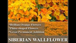 SIBERIAN WALLFLOWER Seed  Cheiranthus allionii FLOWER SEEDS on wwwMySeedsCo [upl. by Mloclam]