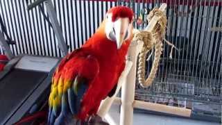 LARGE SINGING  DANCING  TALKING MACAW [upl. by Dlorrej773]