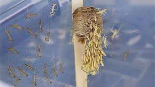 Praying Mantis Hatching Timelapse [upl. by Sileray793]