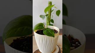 Money Plant Propagation  Heartleaf Philodendron  Soil Mixture For Money PlantPothos shorts [upl. by Alanson]