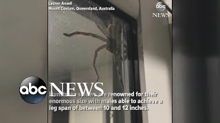 Hauntingly huge spider spotted in Australia [upl. by Ahcmis]