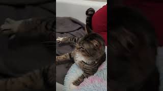 Video of adoptable pet named Turkey Hill [upl. by Ragas]