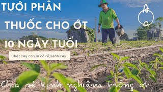 TƯỚI PHÂN CHO ỚT 10 NGÀY TUỔI [upl. by Simetra121]