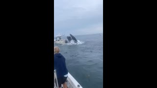 Una BALLENA hunde un BARCO en aguas de NEW HAMPSHIRE [upl. by Haduhey676]