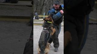 Brave Hannah🥇 German Shepherd attacks the intruder GUARDODESSA Service dog training Odessa [upl. by Nilekcaj]