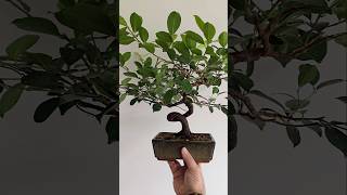 Ficus microcarpa pruning defoliation bonsai bonsaiwork bonsaitree plants garden vlog epic [upl. by Eeluj]