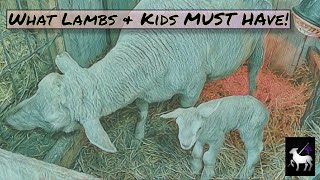 Best Guide to Newborn Lambs and Goats  3 Things Every Lamb and Goat Kid Need [upl. by Morgen]