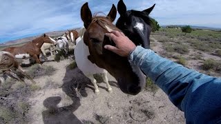 GoPro Wild Mustangs  A Legacy in 4K [upl. by Gnot345]