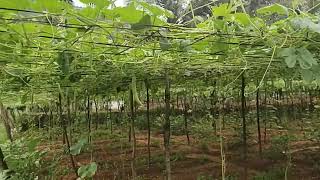 snake gourd farm thuvarankurichi taluka [upl. by Garfield]