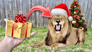 LION PRIDE DESTROYS CHRISTMAS PRESENTS  WHAT HAPPENS [upl. by Neira]