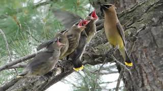 Cedar Waxwing Bird Feeding Babies Part 2 [upl. by Eednil]