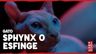 Gato Egipcio o Sphynx 🐱【Gato sin pelo】😻 [upl. by Cagle]