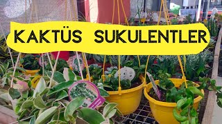 Medinilla Sukulent Kaktüs ve Aloe Türlerimiz Satışa Hazır [upl. by Aivatan]