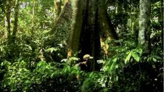 Amazon Rainforest  Paul Rosolie [upl. by Salhcin470]