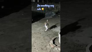 Isn’t it very cute 😊 🐾🐾🐾🐾🐾 its pawsome dog pets petlovers cute doglover puppy [upl. by Harle]