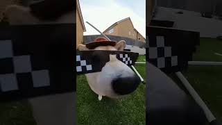 Dog activity 🤓ytshorts funny cute trending [upl. by Cohla17]