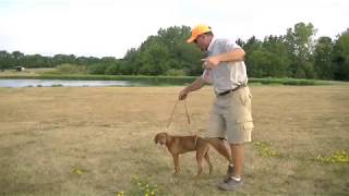 Pointing Dog Puppy Training with Gun Dog Success [upl. by Lemej]