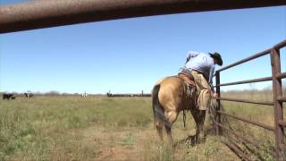 Muleshoe Ranch  2014 ZoetisAQHA Best Remuda Winner [upl. by Kimberlee36]