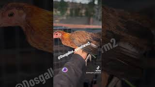 Leipersweater pullet🔥👀 california rooster gallofino chicken birds shorts viralvideo [upl. by Nner]