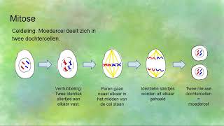 Mitose celdeling en Meiose reductiedeling  verschillen en overeenkomsten [upl. by Tlevesor]