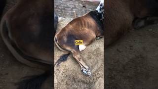 Colic treatment in cow colic treatment cow shorts [upl. by Rist]