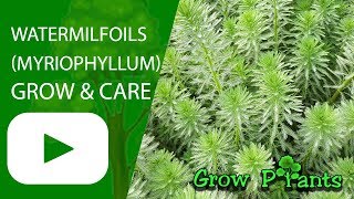 Watermilfoils grow amp care Myriophyllum Water plant [upl. by Lat]