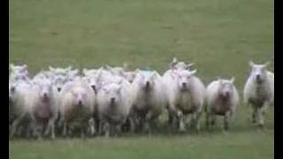 The Working Sheepdog  Border Collies  in training Border collies in action [upl. by Eirrok593]