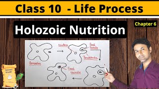 Holozoic Nutrition  What is holozoic nutrition  holozoic nutrition in amoeba  Class 10 Science [upl. by Leandre105]