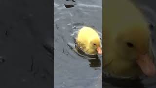 Yellow Mallard Duck Chick [upl. by Altis]