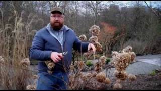 Gardening tips Pruning Hydrangea Paniculata [upl. by Atinaw]