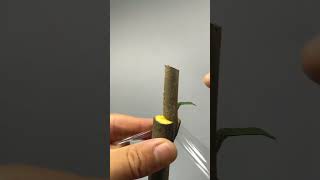 Best method and unique ideas for the grafting of fruit trees grafting plants garden tree​ [upl. by Edyak]