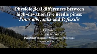 Physiological differences between highelevation five needle pines Pinus albicaulis amp P flexilis [upl. by Ardnuhsor549]