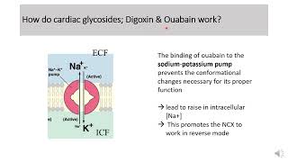 Membrane potential and Action potential PartII Study session questions [upl. by Nythsa]