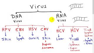 carcinogenesis 3 ONCOVIRUS  DR SAMEH GHAZY [upl. by Aihseym]