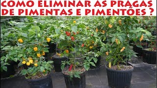 Como eliminar as pragas das Pimentas e Pimentões  ácaros [upl. by Larkin]