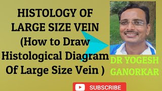 HISTOLOGY OF LARGE SIZE VEIN  HOW TO DRAW HISTOLOGICAL DIAGRAM OF LARGE SIZE VEIN BY DR YOGESH [upl. by Anovahs]