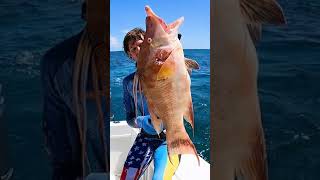 Hogfish for Dinner  SPEARFISHING [upl. by Naie]